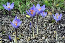 Attēlu rezultāti vaicājumam “Crocus speciosus flower”