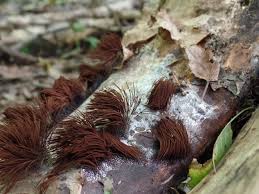 Attēlu rezultāti vaicājumam “Stemonitis splendens stalked”