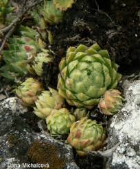 Attēlu rezultāti vaicājumam “Jovibarba globifera leaf”