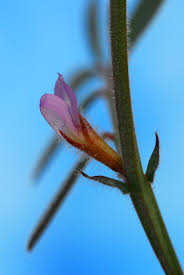 Attēlu rezultāti vaicājumam “Vicia lathyroides”
