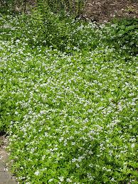 Image result for Galium odoratum