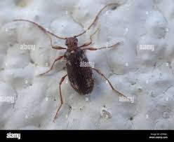 Attēlu rezultāti vaicājumam “Ptinus sp. female”