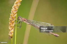 Attēlu rezultāti vaicājumam “Enallagma cyathigerum female”