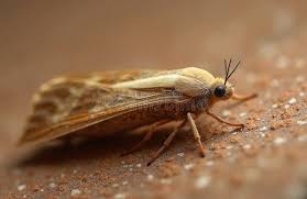 Attēlu rezultāti vaicājumam “Plodia interpunctella”