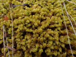 Attēlu rezultāti vaicājumam “Hypnum cupressiforme var. lacunosum sporophyte”