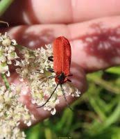 Attēlu rezultāti vaicājumam “Lygistopterus sanguineus”