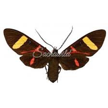 Attēlu rezultāti vaicājumam “Arctiidae”