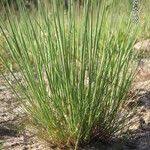 Attēlu rezultāti vaicājumam “Corynephorus canescens fruit”