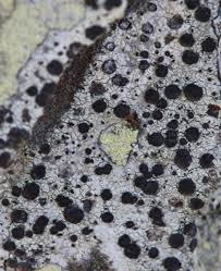 Attēlu rezultāti vaicājumam “Cliostomum corrugatum”