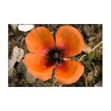 Attēlu rezultāti vaicājumam “Papaver argemone”