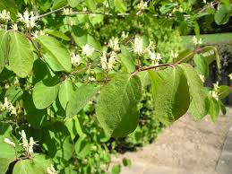Attēlu rezultāti vaicājumam “Lonicera xylosteum flower”