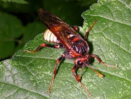 Attēlu rezultāti vaicājumam “Cimbex luteus”