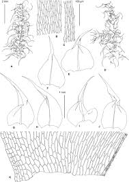 Attēlu rezultāti vaicājumam “Sciuro-hypnum curtum”