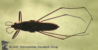 Attēlu rezultāti vaicājumam “Gerridae”