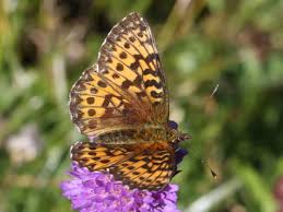 Attēlu rezultāti vaicājumam “Boloria titania upperside”