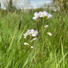 Attēlu rezultāti vaicājumam “Cardamine pratensis flower”