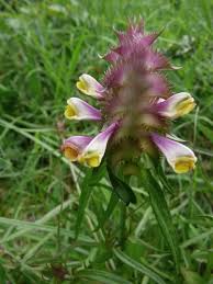 Attēlu rezultāti vaicājumam “Melampyrum cristatum”