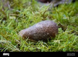 Attēlu rezultāti vaicājumam “Saturnia pavonia cocoon”