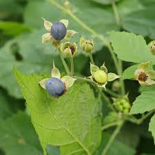 Attēlu rezultāti vaicājumam “Rubus caesius fruit”