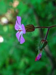 Attēlu rezultāti vaicājumam “Geranium robertianum flower”