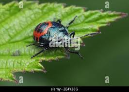 Attēlu rezultāti vaicājumam “Zicrona caerulea nymph”