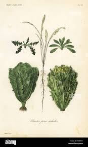 Attēlu rezultāti vaicājumam “Lactuca sativa”