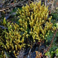 Attēlu rezultāti vaicājumam “Pseudobryum cinclidioides”