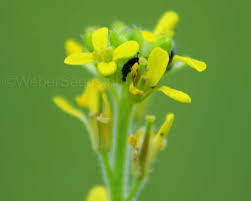 Attēlu rezultāti vaicājumam “Sisymbrium loeselii flower”