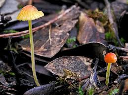 Attēlu rezultāti vaicājumam “Mycena acicula”