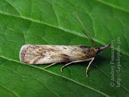 Attēlu rezultāti vaicājumam “Hypochalcia ahenella”