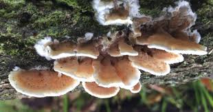 Attēlu rezultāti vaicājumam “Postia fragilis”