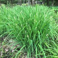 Attēlu rezultāti vaicājumam “Carex x bakkeriana”