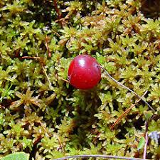 Attēlu rezultāti vaicājumam “Oxycoccus leaf”