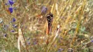 Attēlu rezultāti vaicājumam “Consolida regalis fruit”