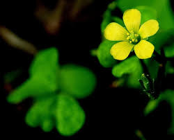 Attēlu rezultāti vaicājumam “Oxalis corniculata”