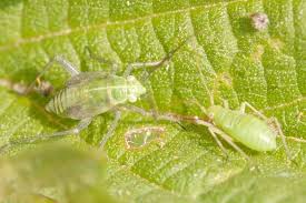 Attēlu rezultāti vaicājumam “Closterotomus biclavatus nymph”