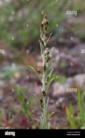 Attēlu rezultāti vaicājumam “Gnaphalium sylvaticum”