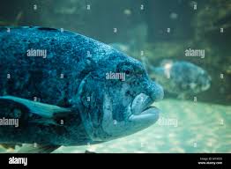 Image result for Cymatoceps nasutus