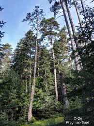 Attēlu rezultāti vaicājumam “Pinus sylvestris var. turfosa”