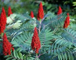 Attēlu rezultāti vaicājumam “Rhus typhina flower”