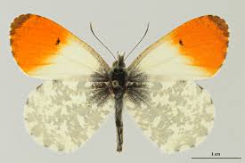 Attēlu rezultāti vaicājumam “Anthocharis cardamines underside”