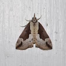 Attēlu rezultāti vaicājumam “Hypena rostralis”