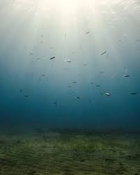 Image result for Droylsden Sub Aqua Club