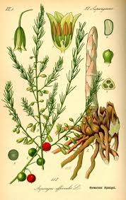 Attēlu rezultāti vaicājumam “Asparagus officinalis”