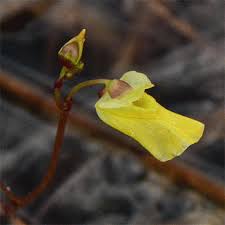 Attēlu rezultāti vaicājumam “Utricularia minor flower”