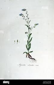 Attēlu rezultāti vaicājumam “Myosotis stricta”