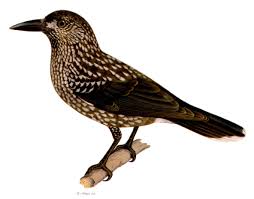 Image result for Nucifraga caryocatactes