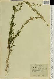 Attēlu rezultāti vaicājumam “Silene tatarica”