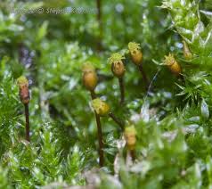 Attēlu rezultāti vaicājumam “Anastrophyllum hellerianum”