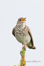 Image result for Catharus minimus